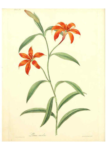 Reproducción/Reproduction 6048976509: Floral illustrations of the seasons London,Robert Havell,1831 [i.e. 1829] 