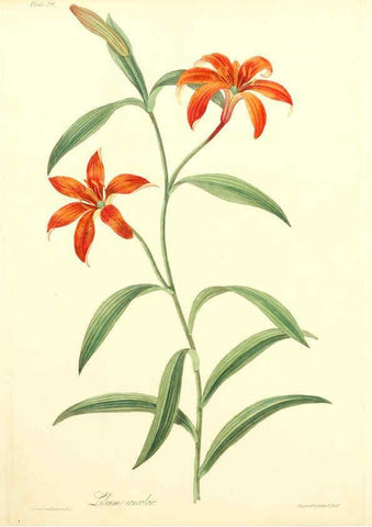 Reproducción/Reproduction 6048976509: Floral illustrations of the seasons London,Robert Havell,1831 [i.e. 1829] 