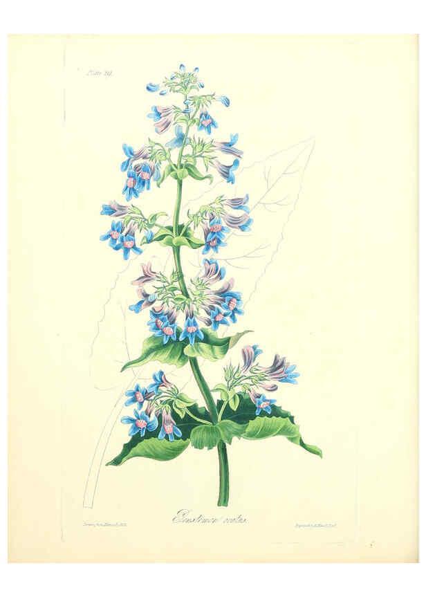 Reproducción/Reproduction 6049529722: Floral illustrations of the seasons London,Robert Havell,1831 [i.e. 1829] 