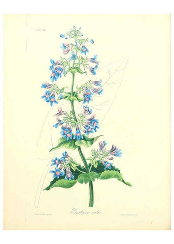 Reproducción/Reproduction 6049529722: Floral illustrations of the seasons London,Robert Havell,1831 [i.e. 1829] 