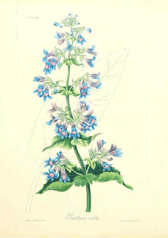 Reproducción/Reproduction 6049529722: Floral illustrations of the seasons London,Robert Havell,1831 [i.e. 1829] 