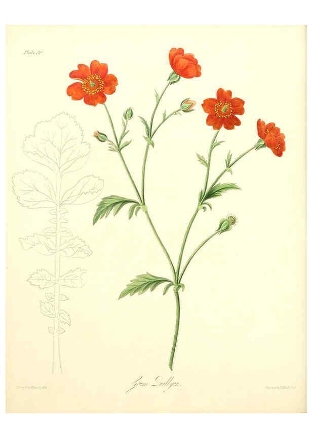 Reproducción/Reproduction 6049530008: Floral illustrations of the seasons London,Robert Havell,1831 [i.e. 1829] 