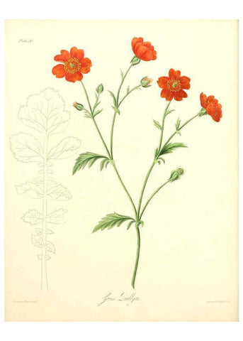 Reproducción/Reproduction 6049530008: Floral illustrations of the seasons London,Robert Havell,1831 [i.e. 1829] 
