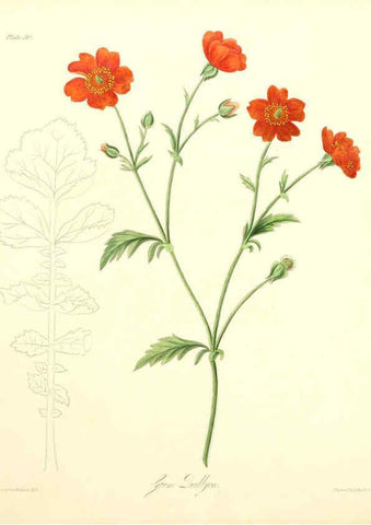 Reproducción/Reproduction 6049530008: Floral illustrations of the seasons London,Robert Havell,1831 [i.e. 1829] 