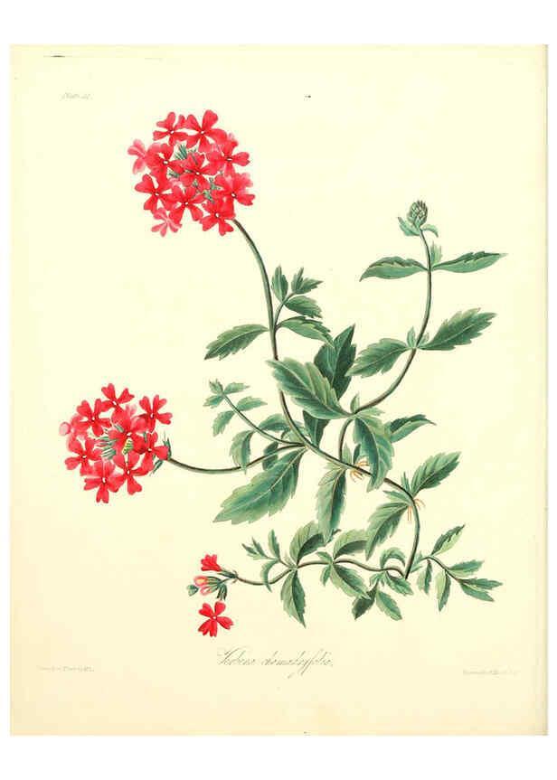 Reproducción/Reproduction 6049530290: Floral illustrations of the seasons London,Robert Havell,1831 [i.e. 1829] 