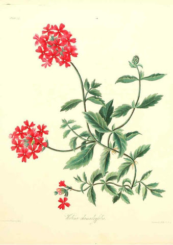Reproducción/Reproduction 6049530290: Floral illustrations of the seasons London,Robert Havell,1831 [i.e. 1829] 