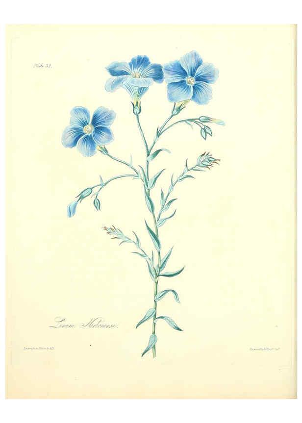 Reproducción/Reproduction 6049530564: Floral illustrations of the seasons London,Robert Havell,1831 [i.e. 1829] 