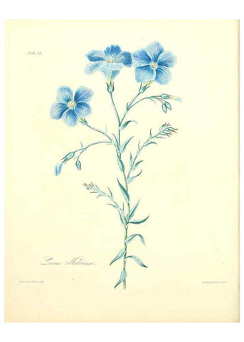 Reproducción/Reproduction 6049530564: Floral illustrations of the seasons London,Robert Havell,1831 [i.e. 1829] 
