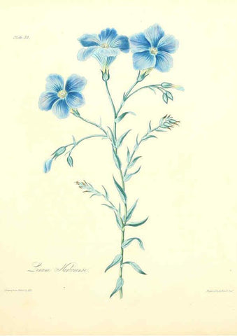 Reproducción/Reproduction 6049530564: Floral illustrations of the seasons London,Robert Havell,1831 [i.e. 1829] 