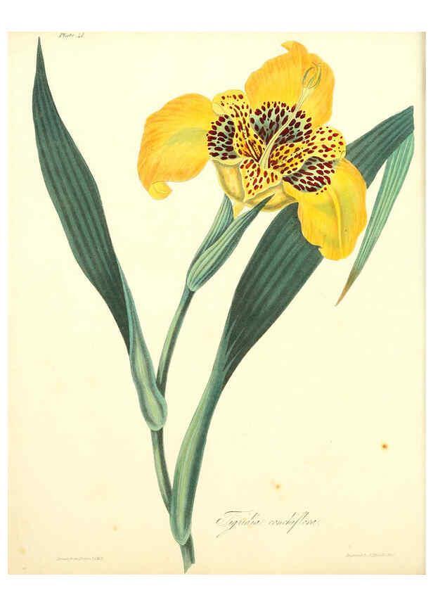 Reproducción/Reproduction 6048977851: Floral illustrations of the seasons London,Robert Havell,1831 [i.e. 1829] 