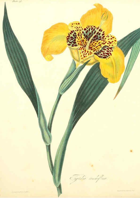 Reproducción/Reproduction 6048977851: Floral illustrations of the seasons London,Robert Havell,1831 [i.e. 1829] 
