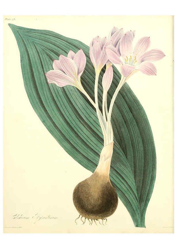 Reproducción/Reproduction 6048978047: Floral illustrations of the seasons London,Robert Havell,1831 [i.e. 1829] 