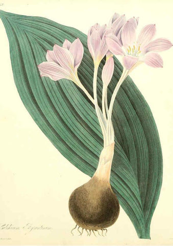 Reproducción/Reproduction 6048978047: Floral illustrations of the seasons London,Robert Havell,1831 [i.e. 1829] 