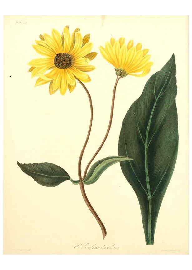 Reproducción/Reproduction 6049531308: Floral illustrations of the seasons London,Robert Havell,1831 [i.e. 1829] 
