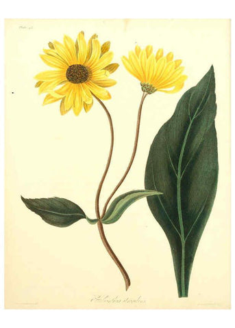 Reproducción/Reproduction 6049531308: Floral illustrations of the seasons London,Robert Havell,1831 [i.e. 1829] 
