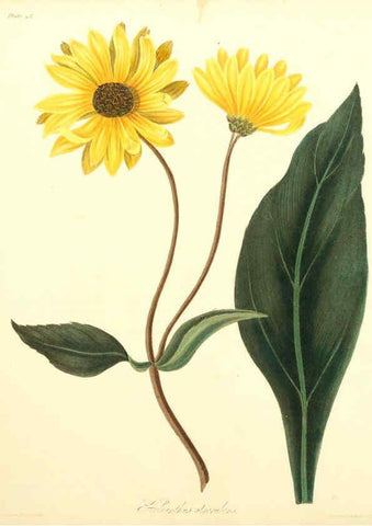 Reproducción/Reproduction 6049531308: Floral illustrations of the seasons London,Robert Havell,1831 [i.e. 1829] 