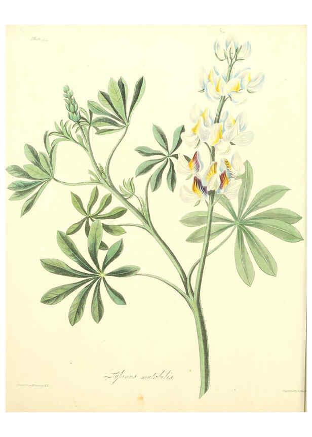 Reproducción/Reproduction 6048978587: Floral illustrations of the seasons London,Robert Havell,1831 [i.e. 1829] 
