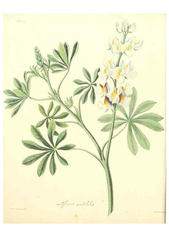 Reproducción/Reproduction 6048978587: Floral illustrations of the seasons London,Robert Havell,1831 [i.e. 1829] 