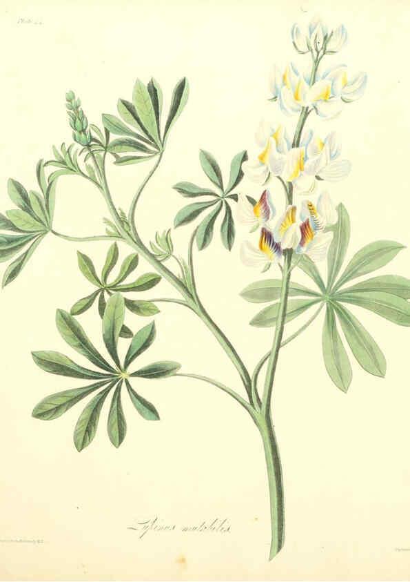 Reproducción/Reproduction 6048978587: Floral illustrations of the seasons London,Robert Havell,1831 [i.e. 1829] 