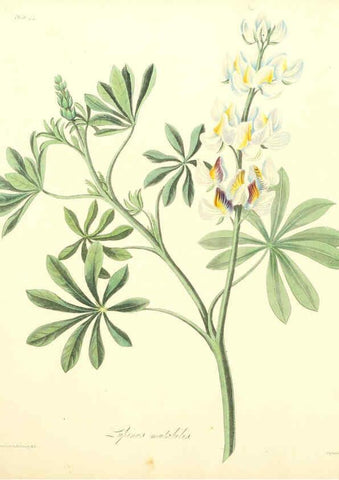 Reproducción/Reproduction 6048978587: Floral illustrations of the seasons London,Robert Havell,1831 [i.e. 1829] 