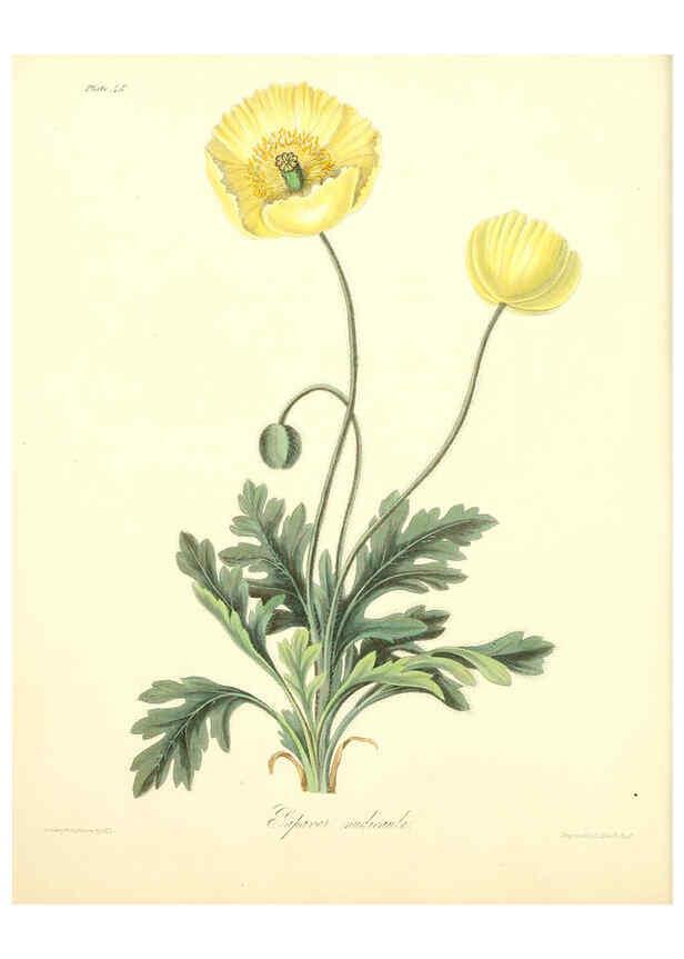 Reproducción/Reproduction 6049531808: Floral illustrations of the seasons London,Robert Havell,1831 [i.e. 1829] 