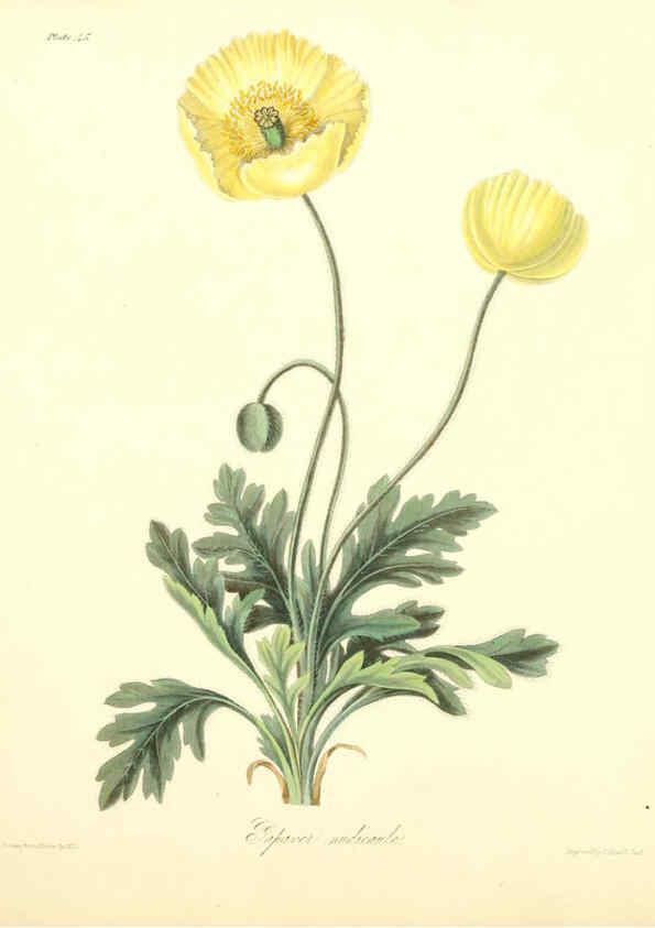 Reproducción/Reproduction 6049531808: Floral illustrations of the seasons London,Robert Havell,1831 [i.e. 1829] 
