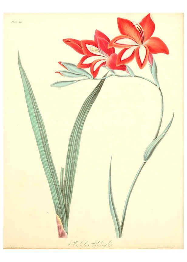 Reproducción/Reproduction 6048979049: Floral illustrations of the seasons London,Robert Havell,1831 [i.e. 1829] 