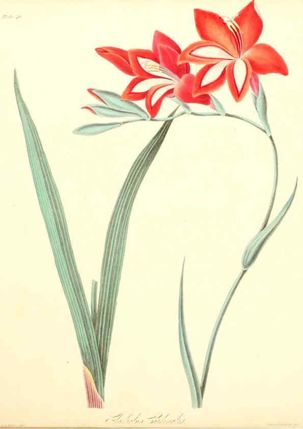 Reproducción/Reproduction 6048979049: Floral illustrations of the seasons London,Robert Havell,1831 [i.e. 1829] 