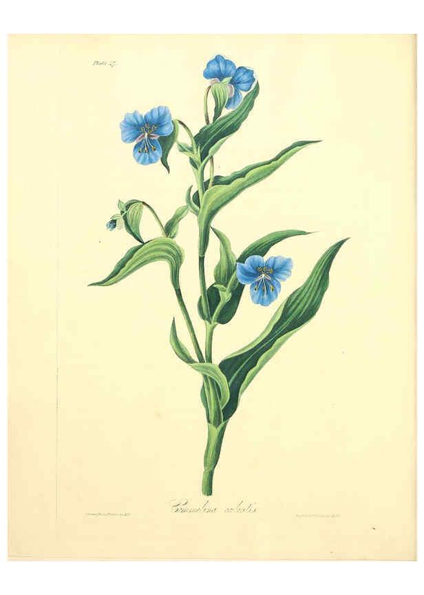 Reproducción/Reproduction 6048979237: Floral illustrations of the seasons London,Robert Havell,1831 [i.e. 1829] 