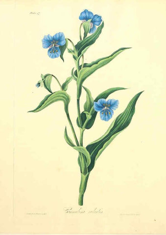 Reproducción/Reproduction 6048979237: Floral illustrations of the seasons London,Robert Havell,1831 [i.e. 1829] 