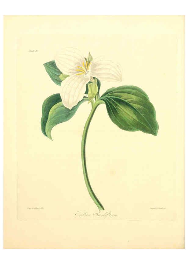 Reproducción/Reproduction 6049527946: Floral illustrations of the seasons London,Robert Havell,1831 [i.e. 1829] 