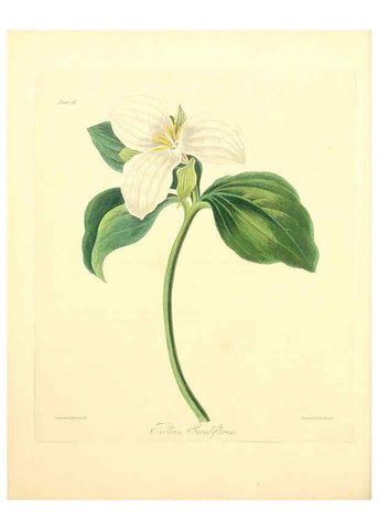 Reproducción/Reproduction 6049527946: Floral illustrations of the seasons London,Robert Havell,1831 [i.e. 1829] 