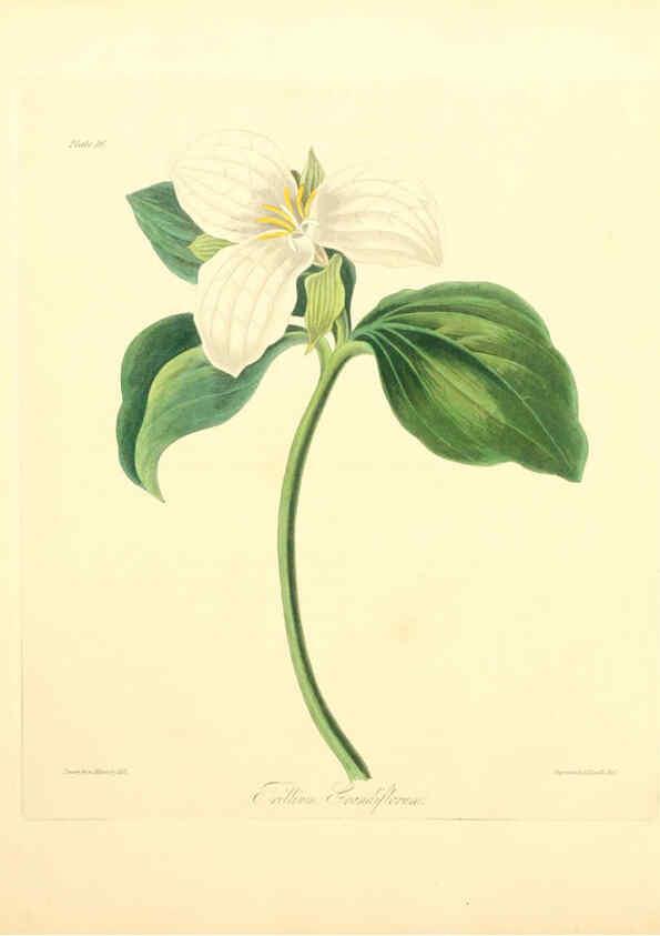 Reproducción/Reproduction 6049527946: Floral illustrations of the seasons London,Robert Havell,1831 [i.e. 1829] 
