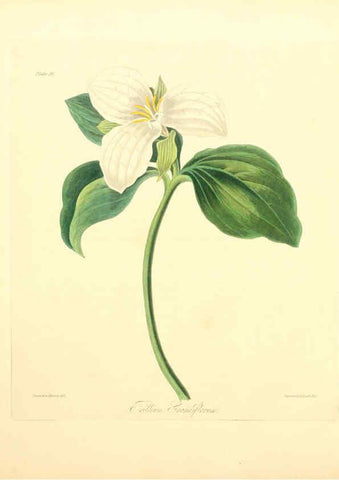 Reproducción/Reproduction 6049527946: Floral illustrations of the seasons London,Robert Havell,1831 [i.e. 1829] 
