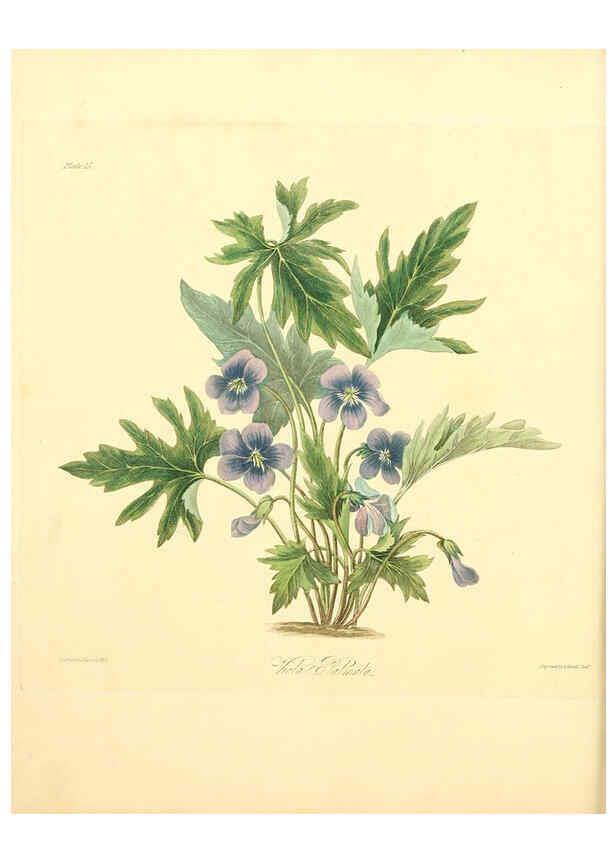 Reproducción/Reproduction 6048974809: Floral illustrations of the seasons London,Robert Havell,1831 [i.e. 1829] 