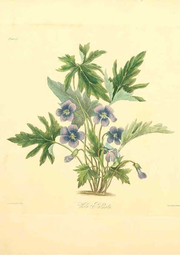 Reproducción/Reproduction 6048974809: Floral illustrations of the seasons London,Robert Havell,1831 [i.e. 1829] 
