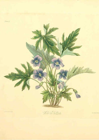 Reproducción/Reproduction 6048974809: Floral illustrations of the seasons London,Robert Havell,1831 [i.e. 1829] 