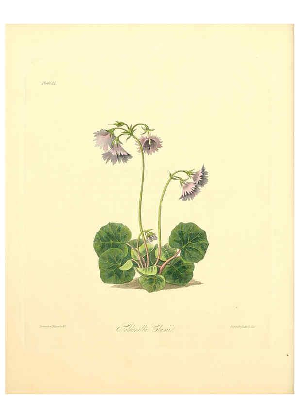 Reproducción/Reproduction 6048974569: Floral illustrations of the seasons London,Robert Havell,1831 [i.e. 1829] 