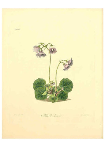 Reproducción/Reproduction 6048974569: Floral illustrations of the seasons London,Robert Havell,1831 [i.e. 1829] 