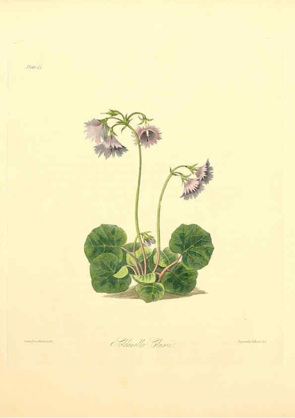 Reproducción/Reproduction 6048974569: Floral illustrations of the seasons London,Robert Havell,1831 [i.e. 1829] 