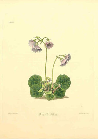 Reproducción/Reproduction 6048974569: Floral illustrations of the seasons London,Robert Havell,1831 [i.e. 1829] 