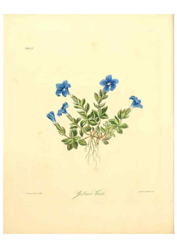 Reproducción/Reproduction 6049527206: Floral illustrations of the seasons London,Robert Havell,1831 [i.e. 1829] 
