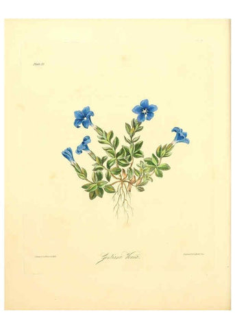 Reproducción/Reproduction 6049527206: Floral illustrations of the seasons London,Robert Havell,1831 [i.e. 1829] 