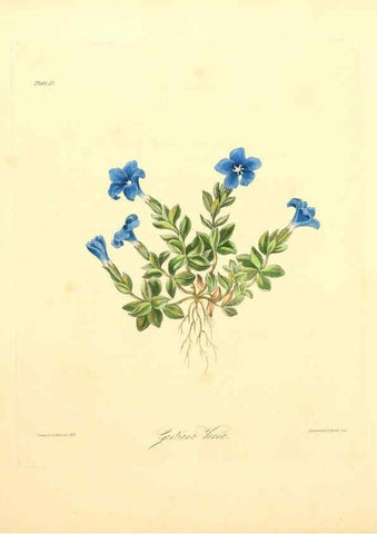 Reproducción/Reproduction 6049527206: Floral illustrations of the seasons London,Robert Havell,1831 [i.e. 1829] 