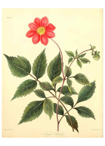 Reproducción/Reproduction 6049523492: Floral illustrations of the seasons London,Robert Havell,1831 [i.e. 1829] 
