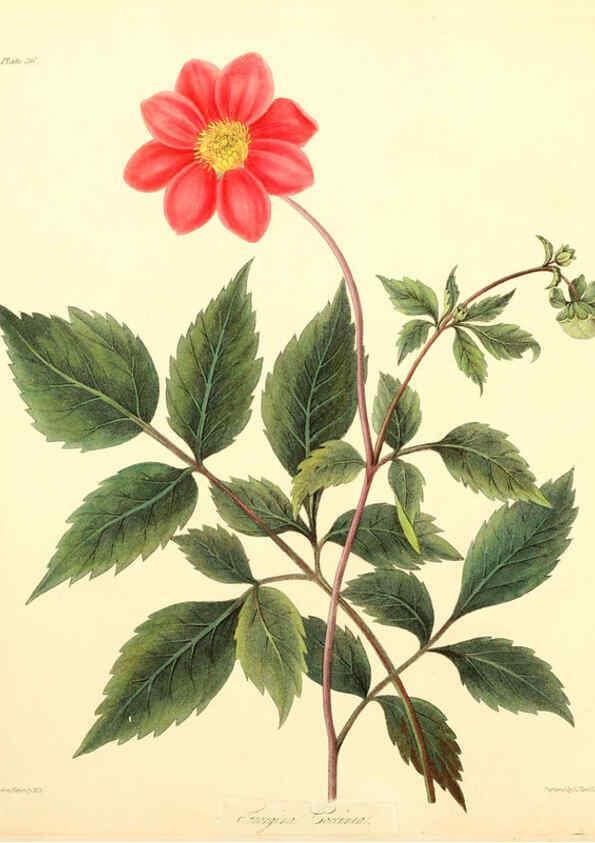 Reproducción/Reproduction 6049523492: Floral illustrations of the seasons London,Robert Havell,1831 [i.e. 1829] 