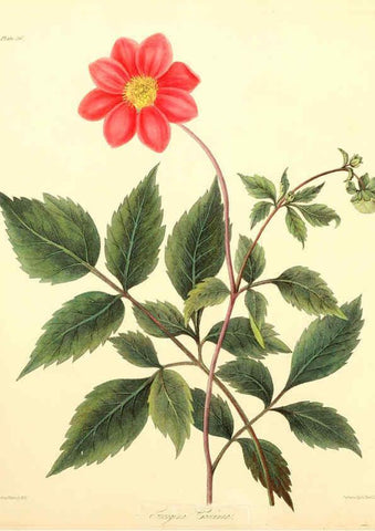 Reproducción/Reproduction 6049523492: Floral illustrations of the seasons London,Robert Havell,1831 [i.e. 1829] 