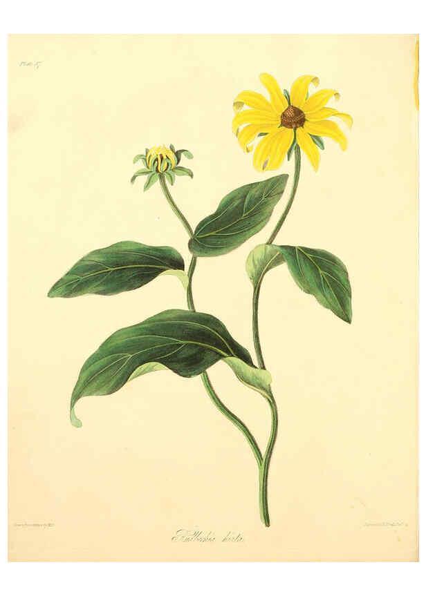 Reproducción/Reproduction 6049523768: Floral illustrations of the seasons London,Robert Havell,1831 [i.e. 1829] 