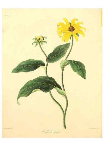 Reproducción/Reproduction 6049523768: Floral illustrations of the seasons London,Robert Havell,1831 [i.e. 1829] 