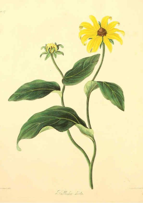Reproducción/Reproduction 6049523768: Floral illustrations of the seasons London,Robert Havell,1831 [i.e. 1829] 